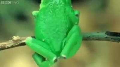 🔥 Enjoy this frog. My favorite part is when his eyes pop out