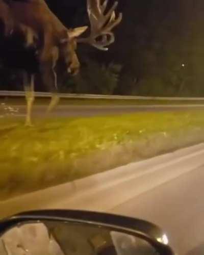 Size of an adult Alaskan Moose