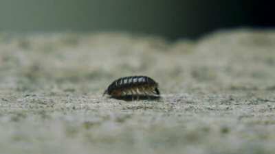 Вы определенно хотели поглядеть как какает мокрица (ну или хрень из семейства мокриц)