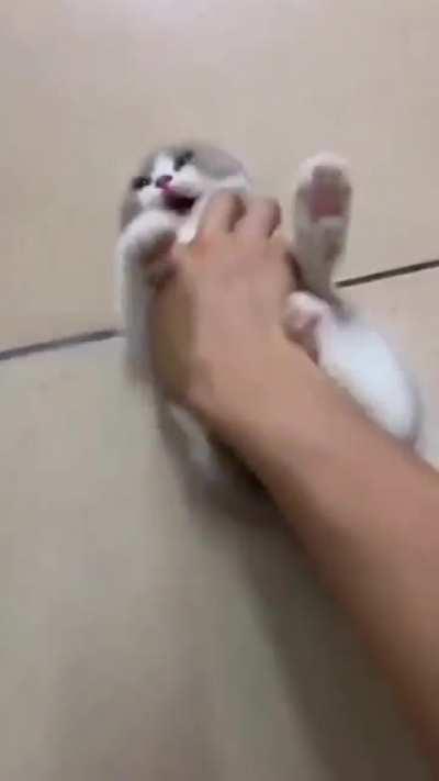 PoOR CaT BruTALlY MUrDeREd bY OwNeR