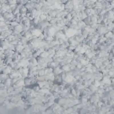 Snow rabbit runs over an avalanche to safety.
