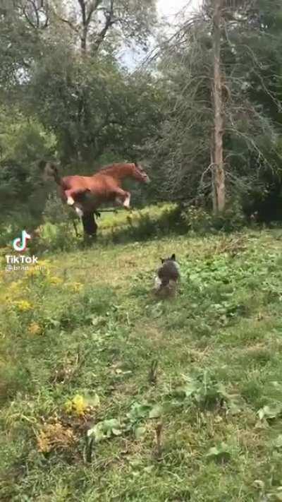 Me crashing my horse into a stump for the billionth time like