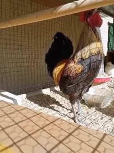 When you wanna annoy the neighborhood but forgot to breathe in. (No roosters harmed in making of the video)