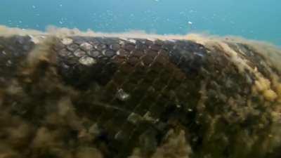 Amazing underwater shot of a anaconda