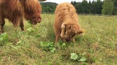 Leaves, How do they work?