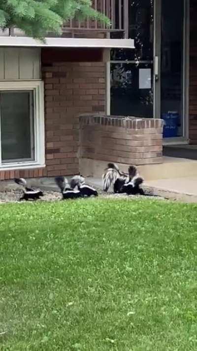 New Gang taking over Whyte Ave area