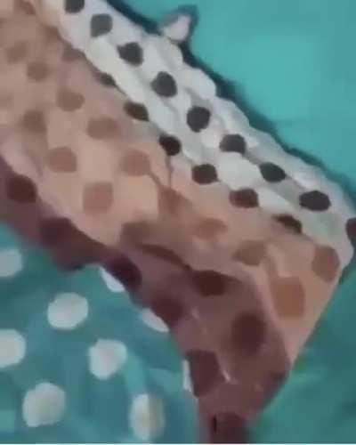 Someone please translate this video to English. 