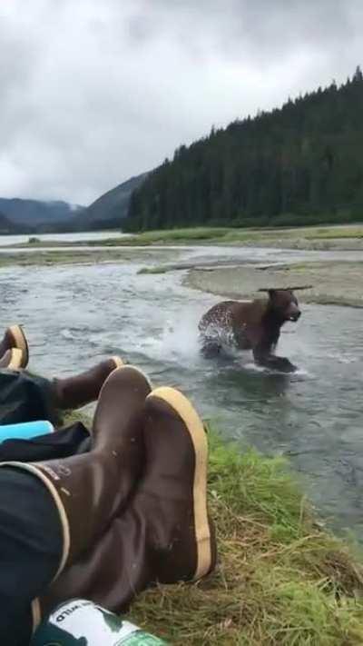A bear running upstream, a little too close