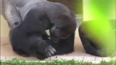 A silverback and its son observe a caterpillar together, proceed to yeet it