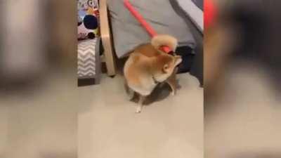 Goodboy, Savior of Goodsvale