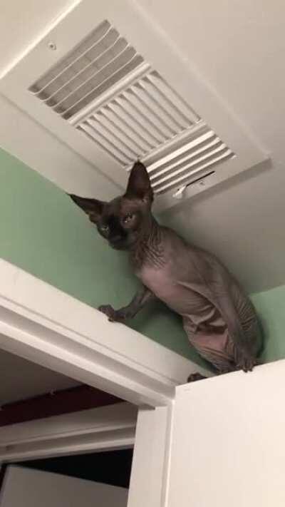 What other strange places have you found your sphynx?