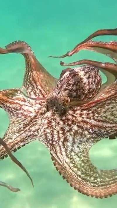 The most beautiful thing you can see in the sea.🦑