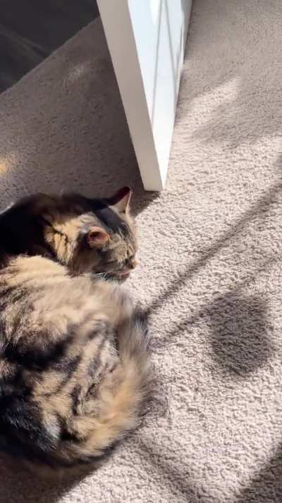 My little sun snoozer with the best wake up trill