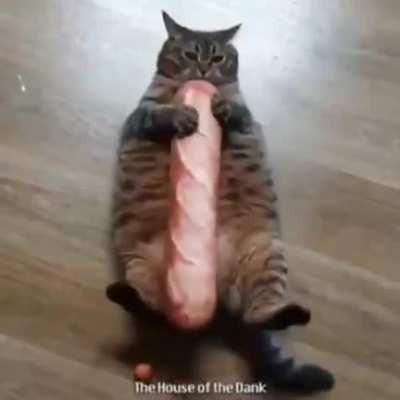 meme i randomly found in my phone while studying