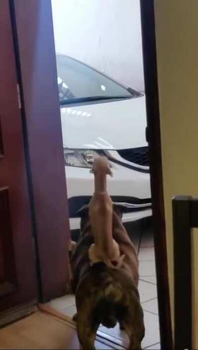 Double decker barking station