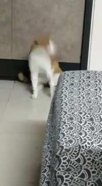 My friend's cat Duggu being the derpiest!