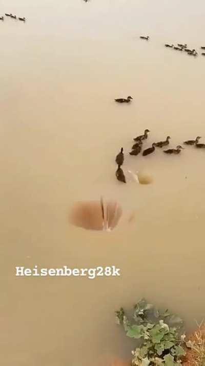 Птичку засосал опасный водоворот