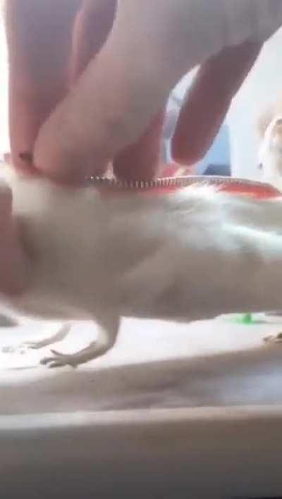 Pencil case with a surprise!