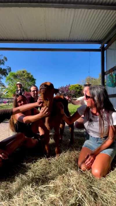 Finally, somewhere that provides an adequate number of cow scratchers