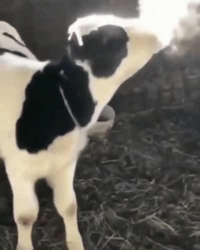 happycowgifs