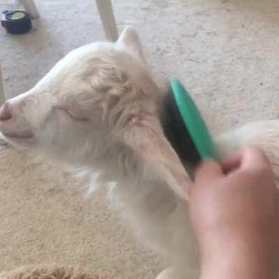 It's salon day for baby Molly!