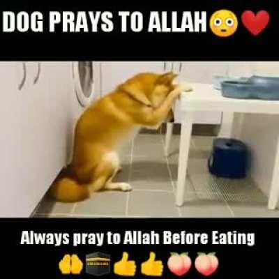 Halal Repost for remind Dog praying to Allah الله أكبر. الحمد له. هو القدير 😂😂😂😂🙏🙏🙏🙏🙏🙏🙏😇😇😇😇😇😇😇😇😇😇😇