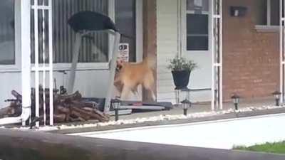 Ретривер ЛФК