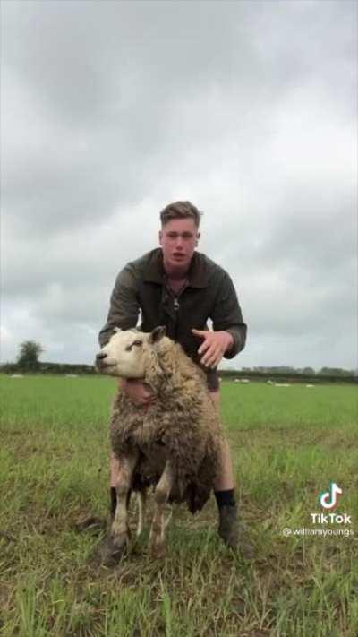 A cast ram has fallen over and needs help getting up