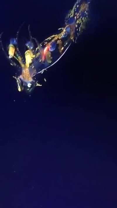 🔥 Scientists encountered the alien-like Planctoteuthis squid on a deep ROV dive yesterday