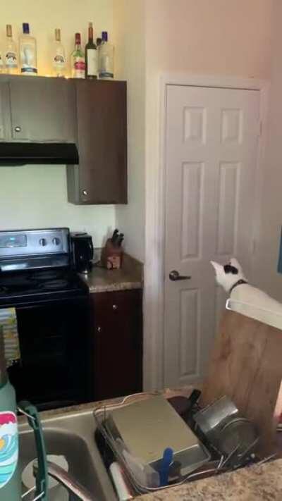 Maui had his first miscalculation today. Don’t worry he is okay!