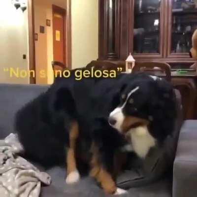 Doggo: - oh my dog! I just can't watch this...