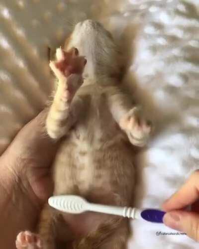 Tag urself I’m the shaking paws