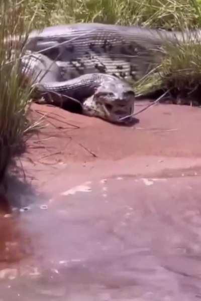 This Absolute unit of a snek