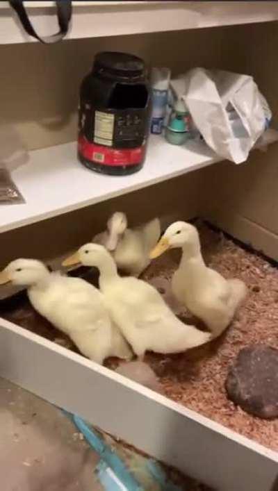 They are really quacking down on barracks violations