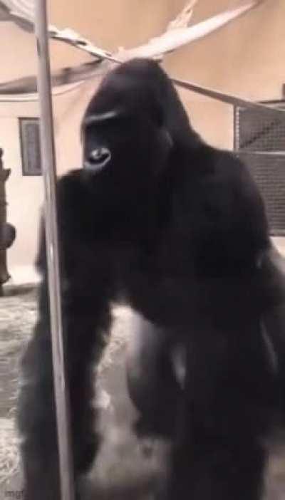 Chad Kong coming in hot