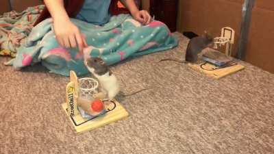 My adorable pet rats Blueberry(gray & white) and Banana (gray) playing vs basketball together for the first time!