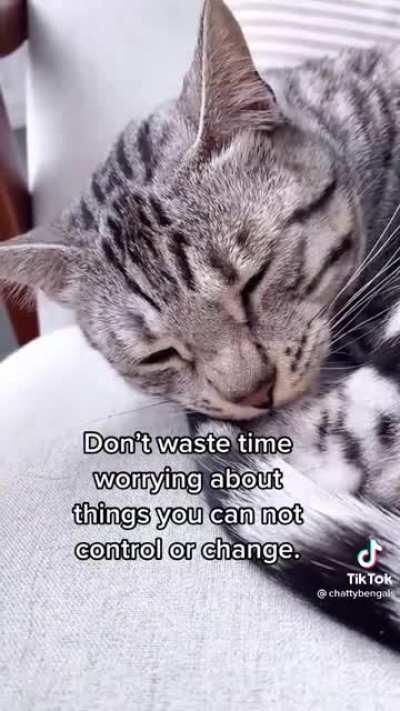 lost in trillslation