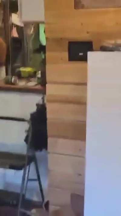 Man arrives home to find bear eating his bucket of KFC