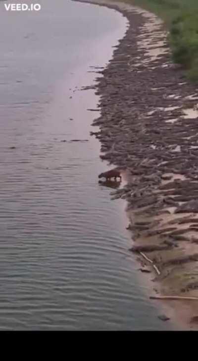 Vibranium balls covered with Adamantium.