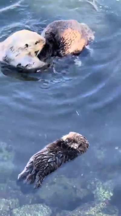 🔥 Sea otter pup practicing its solo floating skills while mom washes herself