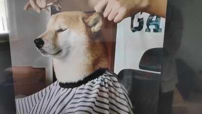 Doge getting ready for Saturday Night Live.