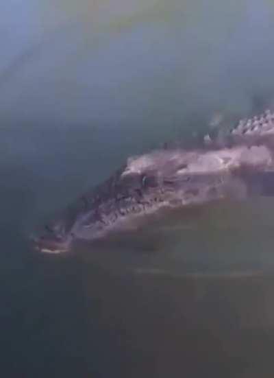 Does this qualify here?