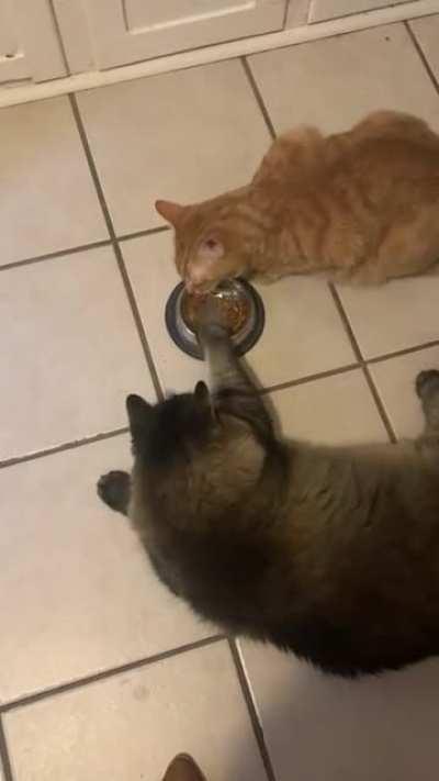 Touch tha brother’s food