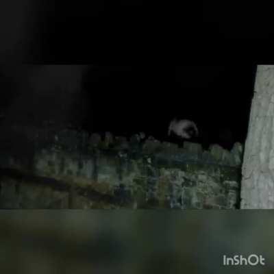 unclad people walking as frogs at night