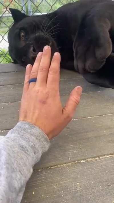 A cat is a cat, no matter the size