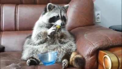 Hey... gimme back my grapes!