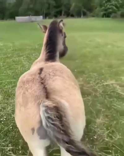 Presented for your scritchn' pleasure