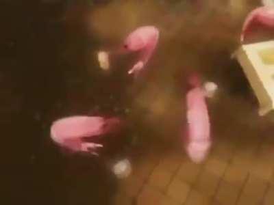 What I see in the boiler when cooking shrimp.