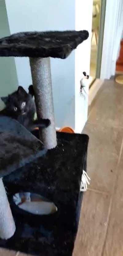 Meet my kitten, she is a wild one!