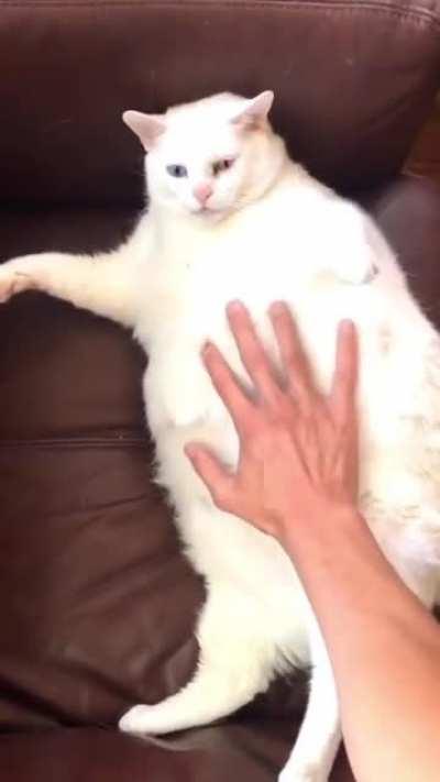 Chonky pillow got panicked